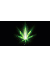 CBD Cannabis